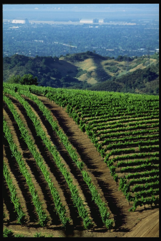 Cab vines with Moffet Field in Background